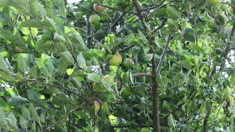 Strong winds from Storm Floris affecting apple trees, UK Video stock 315019676
