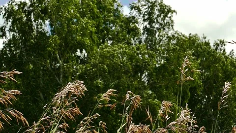 Strong winds sway grass stems Stock Footage 133942088
