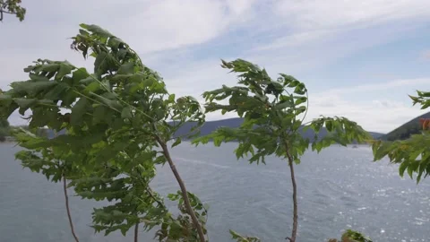 Strong winds sways the trees. Sea background Stock Footage 134538359