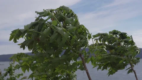 Strong winds sways the trees. Sea background Stock Footage 134538514