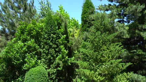 Strong winds swing huge trees in landscaped garden. Beautiful landscaped garden. Stock Footage 134463405