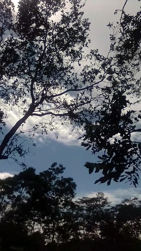 Strong winds through Stock Footage 222862296