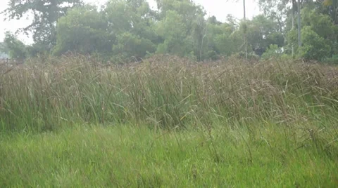 Strong Windy Weeds. Stock Footage 33833964