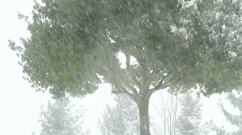 Strong winter blizzard. Stock Footage 34898577