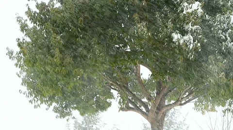 Strong winter blizzard. Stock Footage 34899162