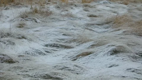 Strong winter wind blowing snow on dry grass Stock Footage 321736608