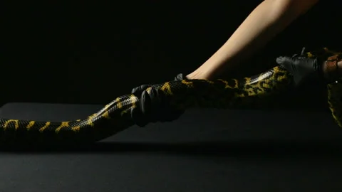 Strong yellow anaconda Stock Footage 88774861
