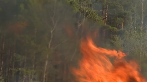 Strongly burning forest. Natural disaster. Forest on fire Stock Footage 113063536