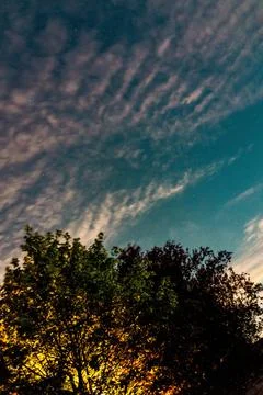 Strongly lit tree in the background of starry night sky with wispy clouds Stock Photos
