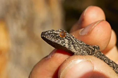 Strophurus intermedius Stock Photos