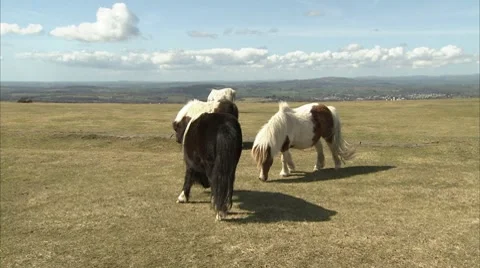Stroppy Shetland Pony Video stock 8830042