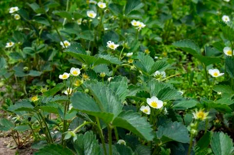 Strowbery flowers Stock Photos