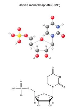 Structural chemical formula and model of uridine monophosphate Stock Illustration