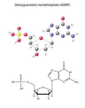 Structural chemical formula and model of deoxyguanosine monophosphate Иллюстрация