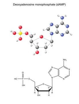 Structural chemical formula and model of deoxyadenosine monophosphate Stock Illustration