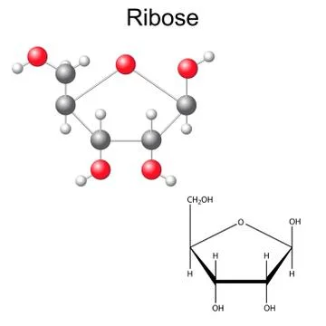 Structural chemical formula and model of ribose Ilustración de archivo
