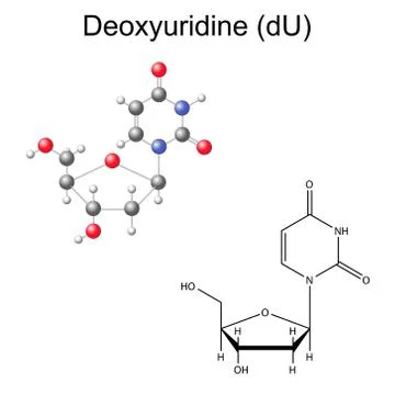 Structural chemical formula and model of deoxyuridine Stock Illustration