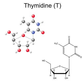 Structural chemical formula and model of thymidine Stock Illustration