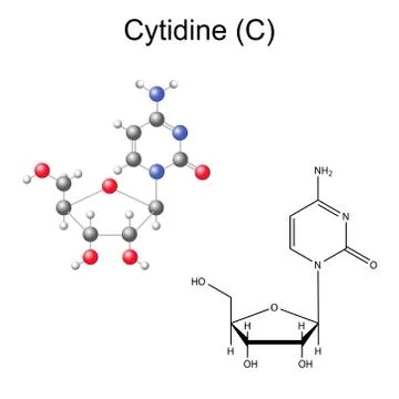 Structural chemical formula and model of cytidine Stock Illustration