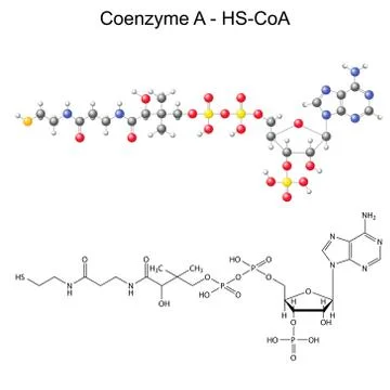 Structural chemical formula and model of Coenzyme-A Stock Illustration