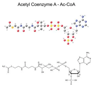 Structural chemical formula and model of Acetyl Coenzyme-A Stock Illustration