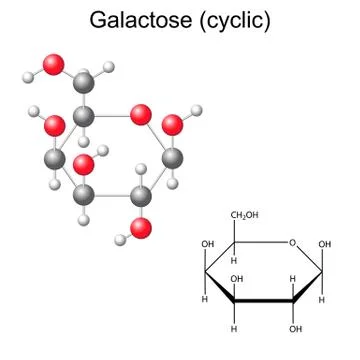 Structural chemical formula and model of galactose Stock Illustration
