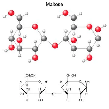 Structural chemical formula and model of maltose Stock Illustration