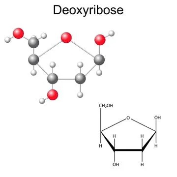 Structural chemical formula and model of deoxyribose Illustrazione stock