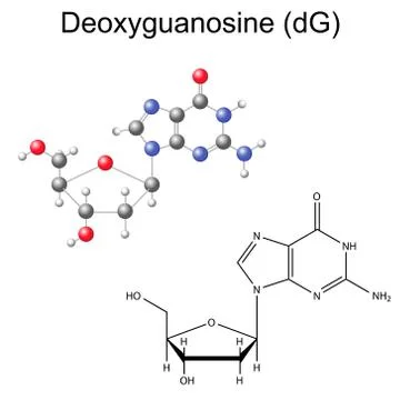 Structural chemical formula and model of deoxyguanosine Stock Illustration