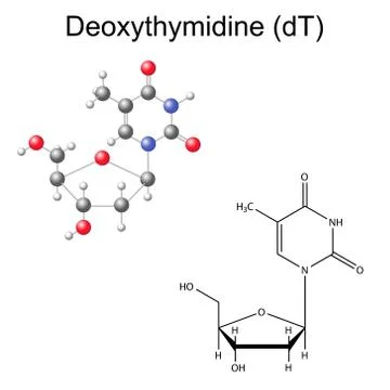 Structural chemical formula and model of deoxythymidine Stock Illustration