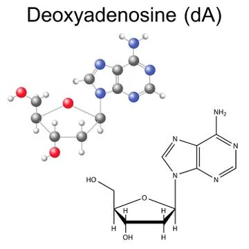 Structural chemical formula and model of deoxyadenosine Ilustración de archivo