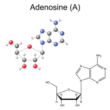 Structural chemical formula and model of adenosine Stock Illustration