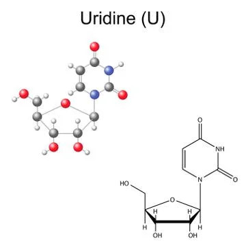 Structural chemical formula and model of uridine Иллюстрация