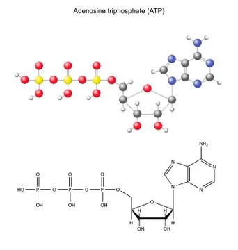 Structural chemical formula and model of adenosine triphosphate Stock Illustration