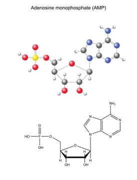 Structural chemical formula and model of adenosine monophosphate Stock Illustration