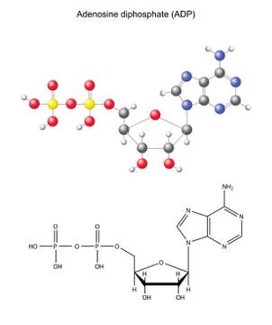 Structural chemical formula and model of adenosine diphosphate Stock Illustration