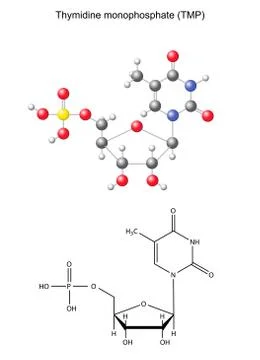 Structural chemical formula and model of thymidine monophosphate Stock Illustration
