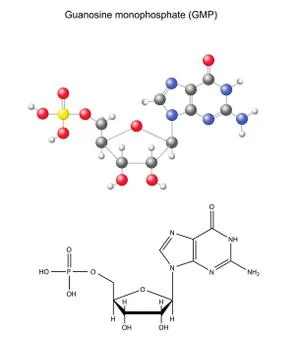 Structural chemical formula and model of guanosine monophosphate Stock Illustration