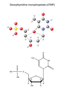 Structural chemical formula and model of deoxythymidine monophosphate Stock Illustration