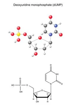 Structural chemical formula and model of uridine monophosphate Stock Illustration