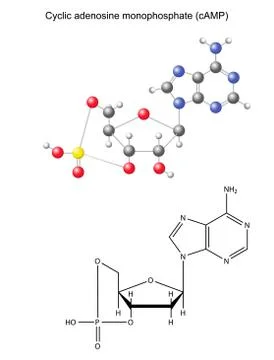 Structural chemical formula and model of  cyclic adenosine monophosphate Stock Illustration