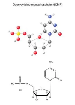 Structural chemical formula and model of deoxycytidine monophosphate Stock Illustration