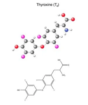 Structural chemical formula and model of thyroxine - thyroid hormone Stock Illustration