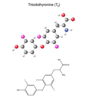 Structural chemical formula and model of triiodothyronine - thyroid hormone Stock Illustration