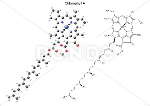 Structural chemical formula and model of chlorophyll A: Graphic #56578669