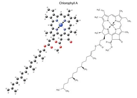 Structural chemical formula and model of chlorophyll A Stock Illustration