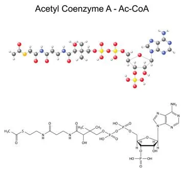 Structural chemical formula and model of Acetyl Coenzyme-A Stock Illustration
