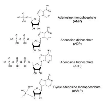 Structural chemical formulas of adenosine phosphates Stock Illustration