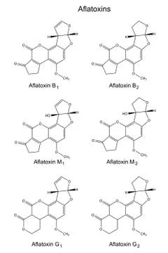 Structural chemical formulas of aflatoxins Stock Illustration