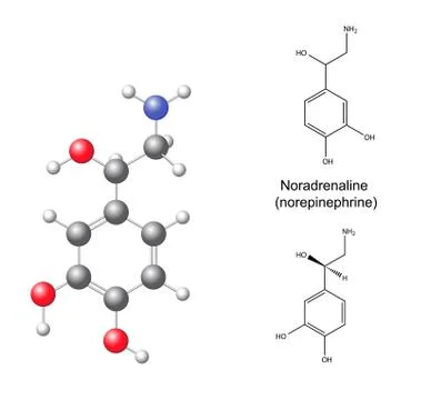 Structural chemical formulas and model of noradrenaline (norepinephrine) Stock Illustration